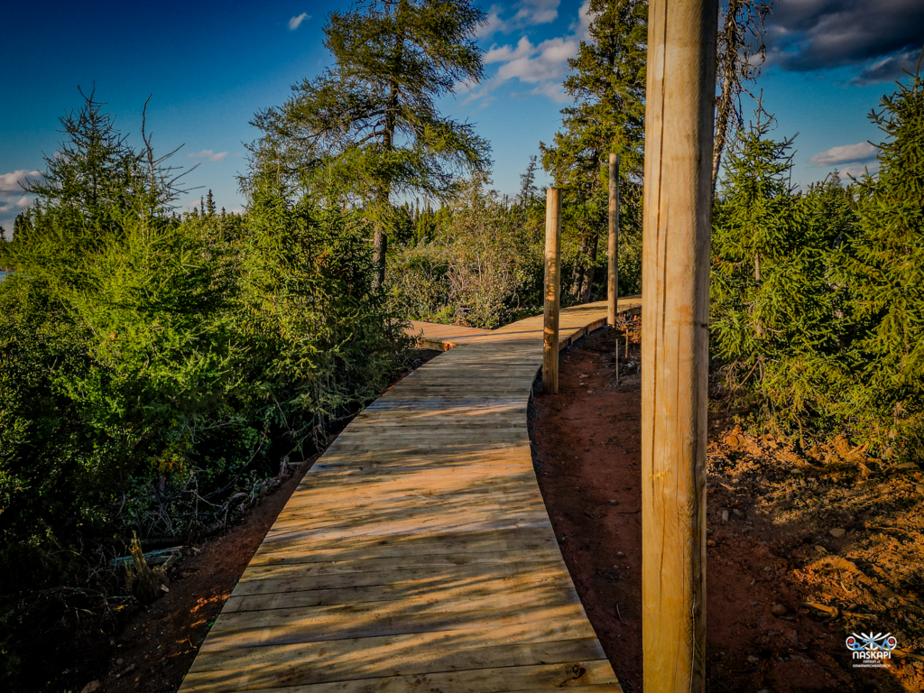 A close-up of a newly built wooden boardwalk winding through a forested area. Tall evergreen trees line the path, and the golden light of the evening sun highlights the texture of the wooden planks.